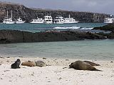 Galapagos 7-2-01 Genovesa Darwin Bay Sea Lions and Boats After lunch on the Eden, we took the pangas in for a wet landing at Darwin Bay on a white coral beach, loaded with sea lions.